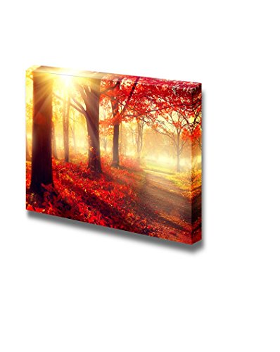 Autumn Forest