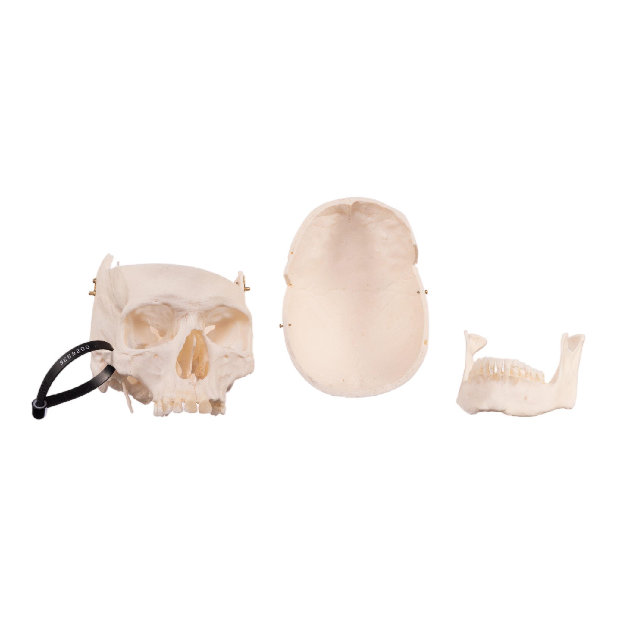 Premium Anatomical Human Skull Model - Accurate Medical & Educational Tool for Students, Doctors & Researchers | Perfect for Anatomy Study, Classroom Teaching & Medical Training