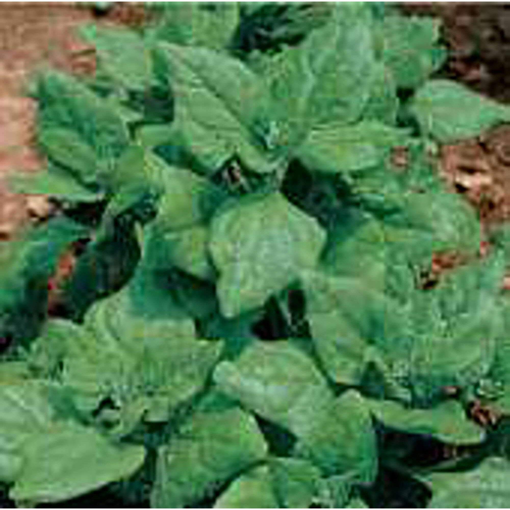 New Zealand Spinach Seeds - 25+ Non-GMO Heirloom Seeds for Organic Vegetable & Herb Gardens - Perfect for Home Gardening, Urban Farming & Sustainable Landscaping