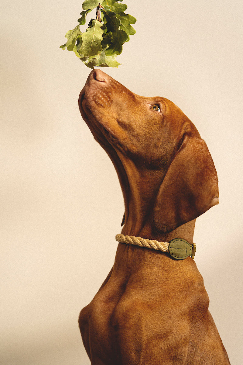 Premium Dog Collar - Country Pony Green - Adjustable & Durable Pet Collar for Small & Medium Dogs - Perfect for Walks, Training & Outdoor Adventures