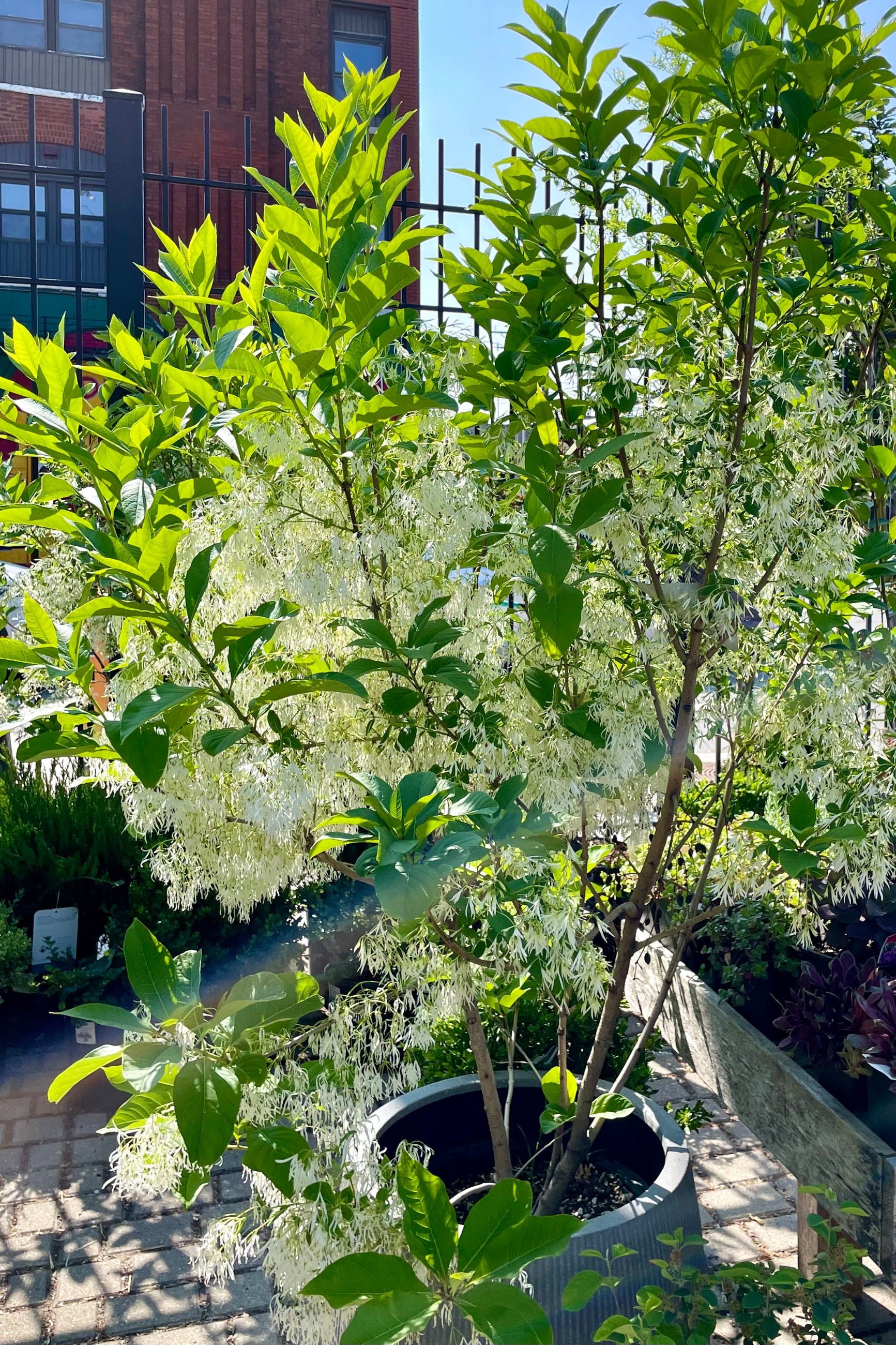 Chionanthus virginicus (White Fringetree) #10 Live Plant - Fragrant Spring Blooms, Fall Berries | Perfect for Landscaping, Gardens & Pollinator-Friendly Yards