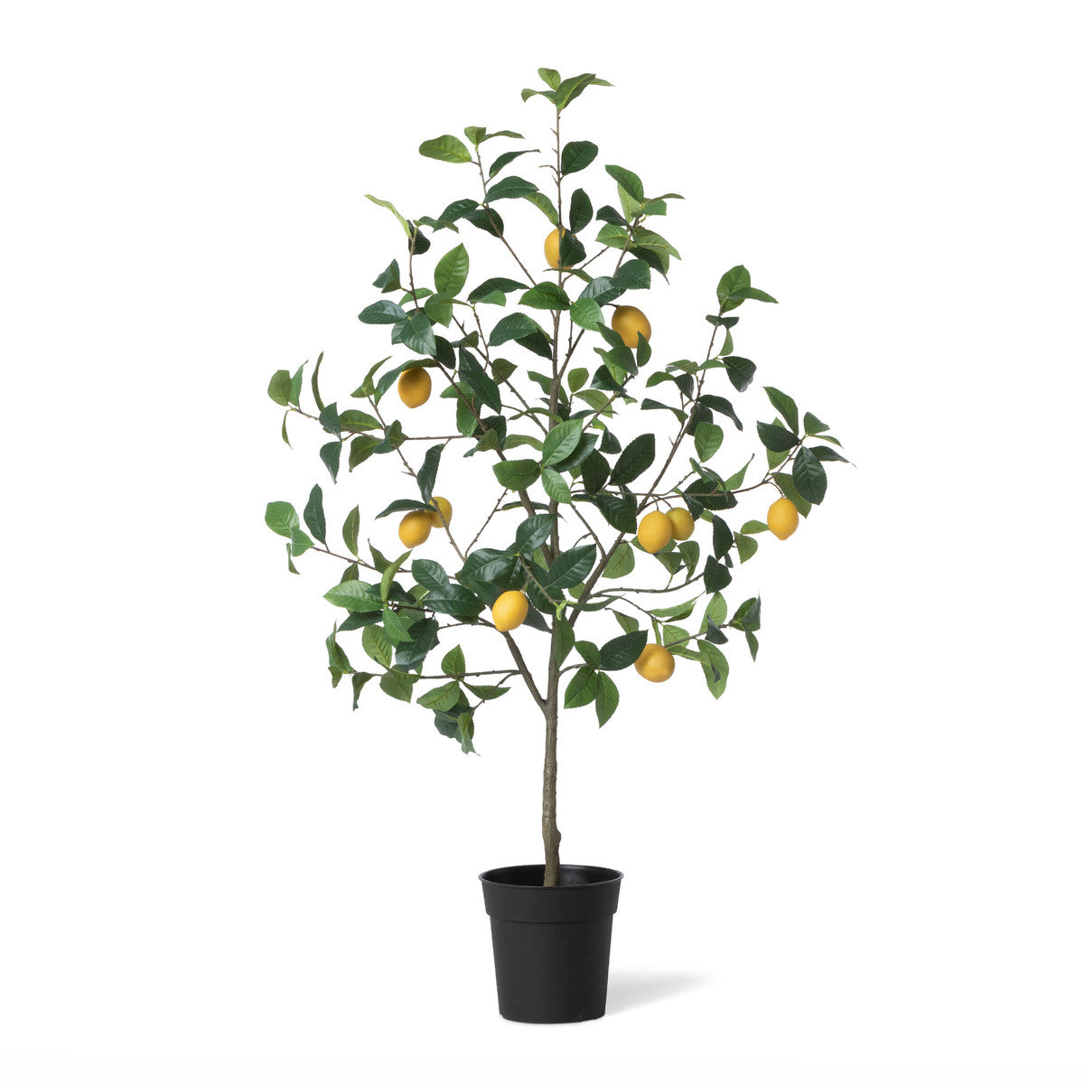 Lemon Tree Plant in Plastic Pot - Indoor/Outdoor Citrus Tree for Home, Garden, or Patio Decor