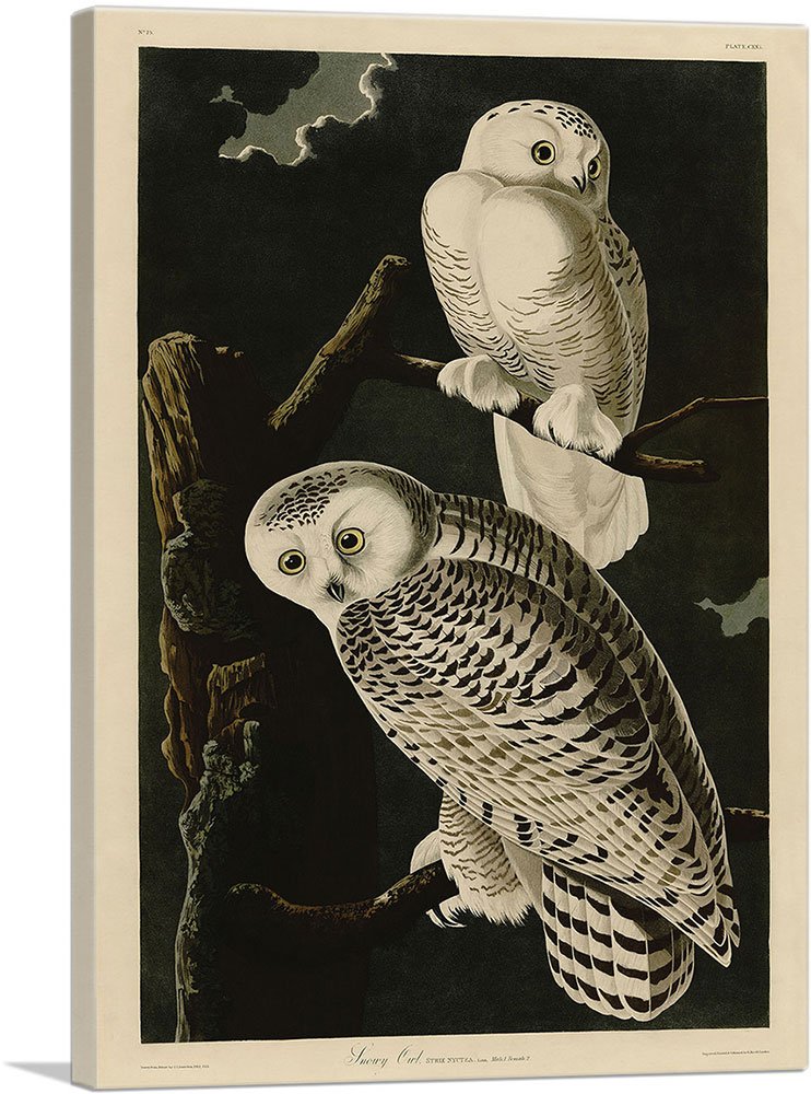 John James Audubon Snowy Owl Wall Art - 40x26 Inch Framed Canvas Print, Giclee Wildlife Painting for Home & Office Decor | Perfect for Living Room, Bedroom or Study