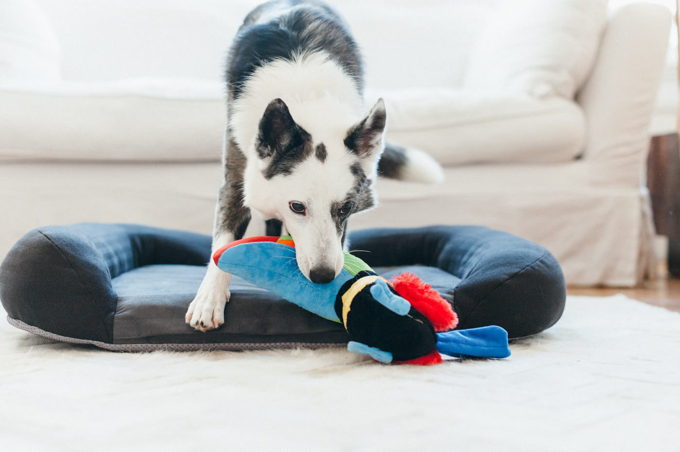 Tito the Toucan Plush Dog Toy - Fetching Flock™ Chew-Resistant Squeaky Stuffed Animal for Small & Medium Dogs | Perfect for Fetch, Cuddling & Interactive Playtime | Pet P.L.A.Y.
