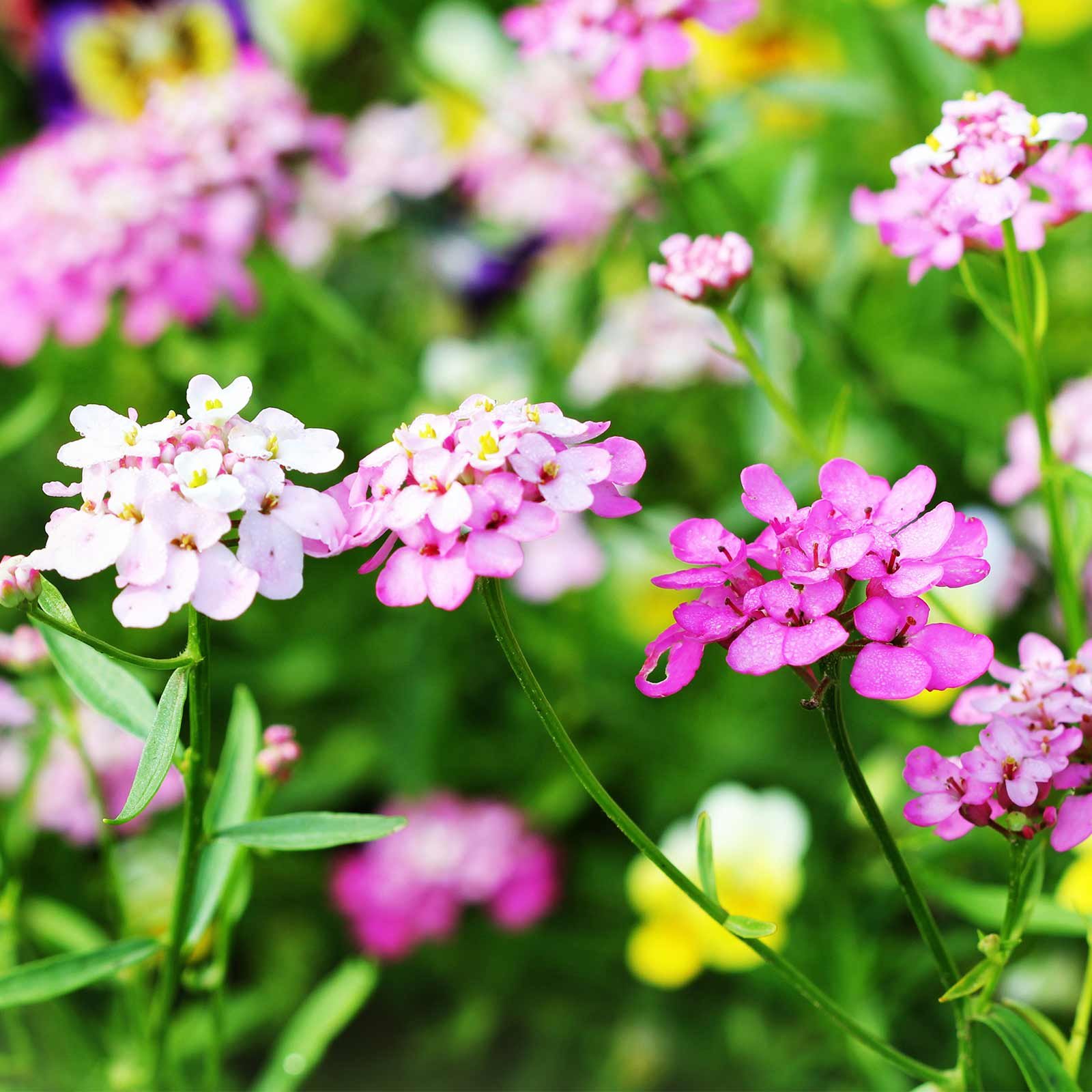**Empress Mixture Candytuft Iberis Flower Seeds - 1g Packet (~400 Seeds) - Annual Garden Flowers for Borders, Rock Gardens & Containers - Iberis Amara**