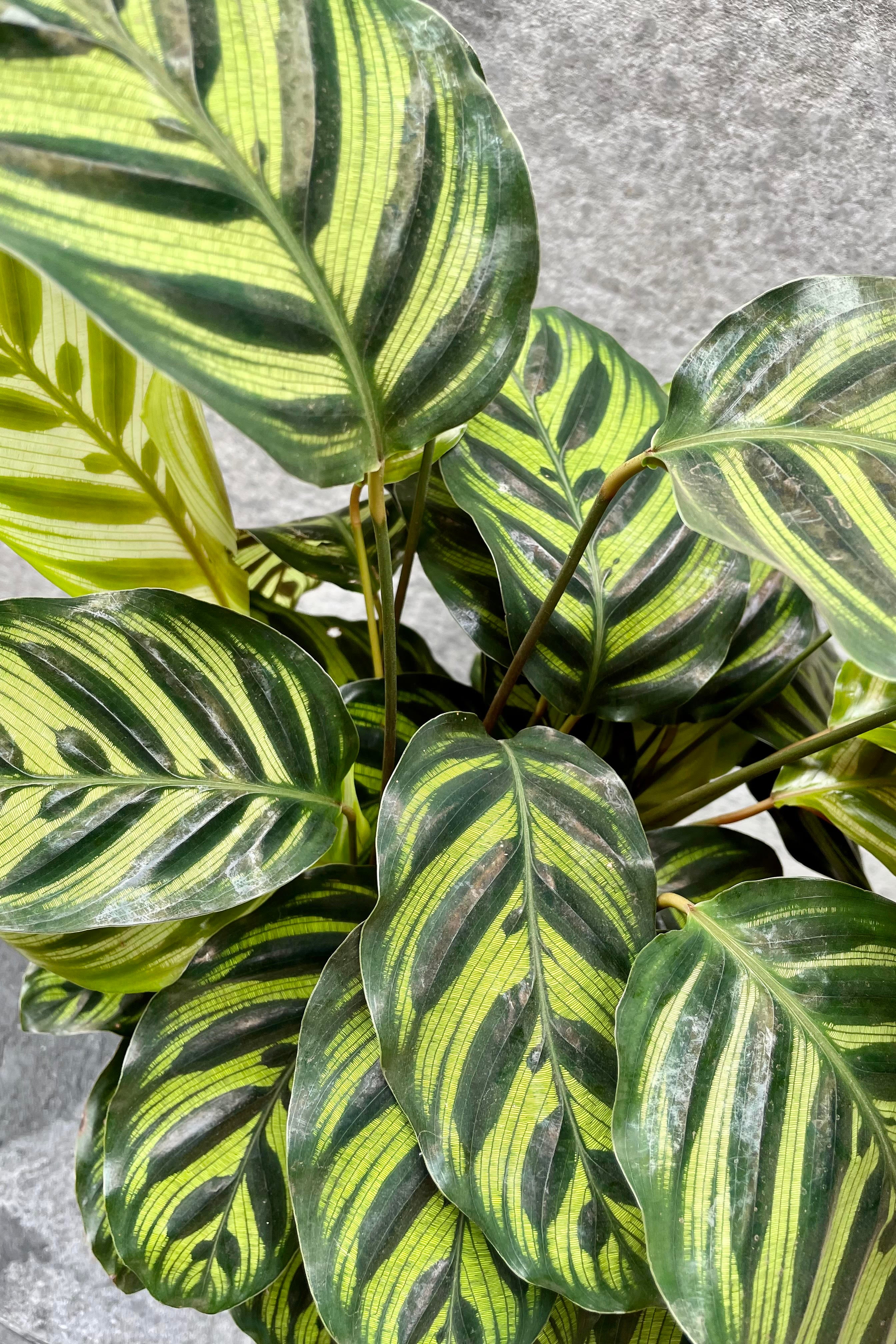 Calathea Makoyana (Peacock Plant) - 10