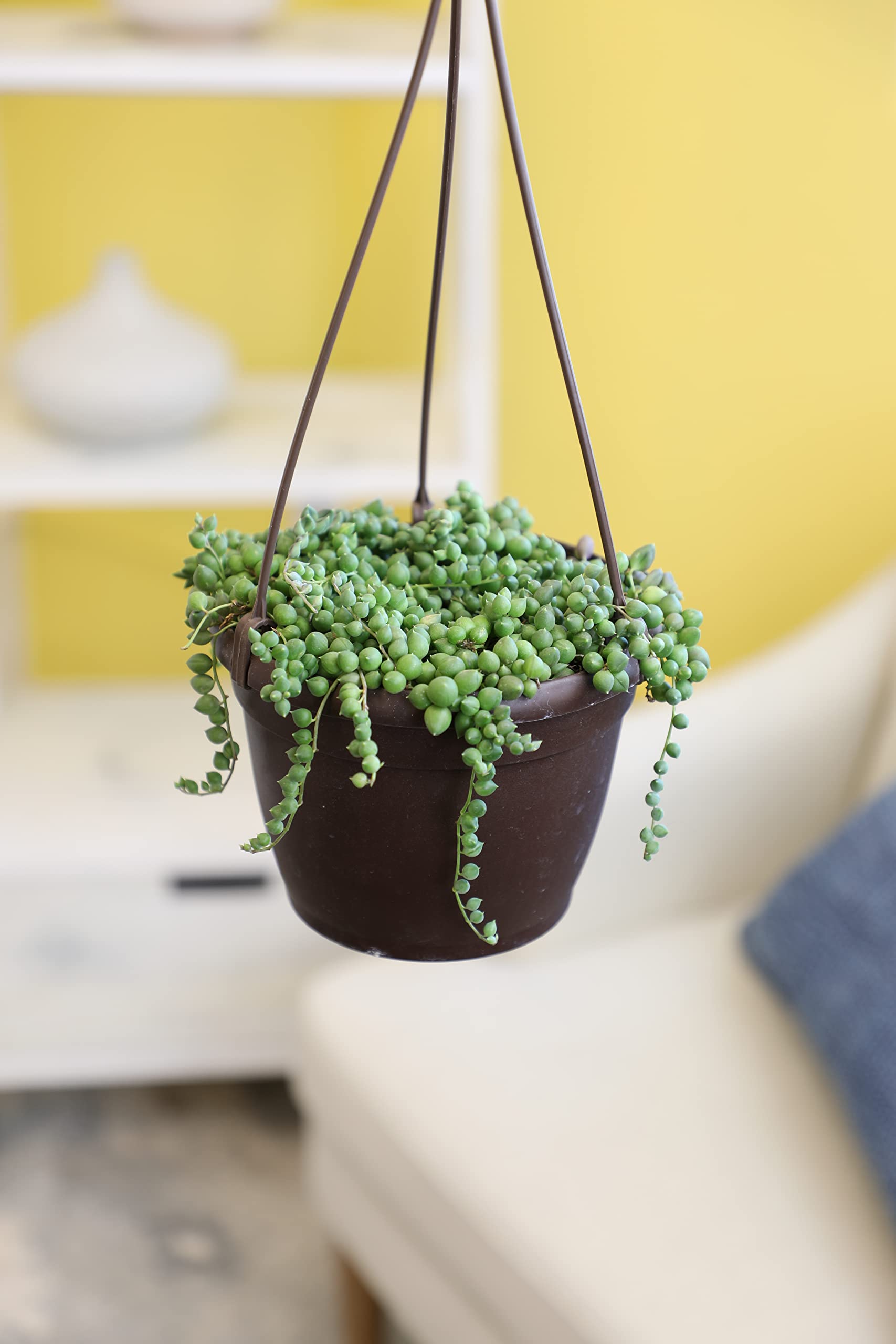 String of Pearls Live Succulent Plant in Hanging Planter - Indoor Houseplant for Home & Office Decor | Low Maintenance Mini Succulents for Shelves, Windowsills & Gift Giving