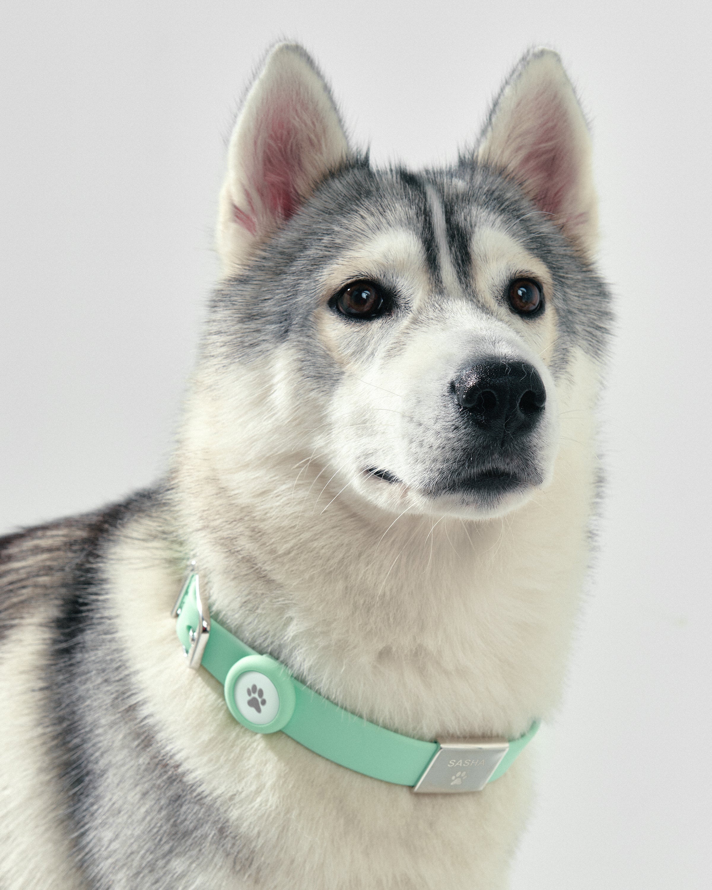Premium Large Pet Collar for Dogs & Cats - Adjustable, Durable & Comfortable - Perfect for Daily Walks, Training & Outdoor Adventures
