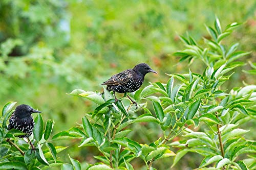 20x30 Inch Laminated Berry Bush Bird Green Wall Art Poster - Vibrant Colors & HD Print - Perfect for Living Room, Bedroom, Office Decor - Ready to Frame Home Decor