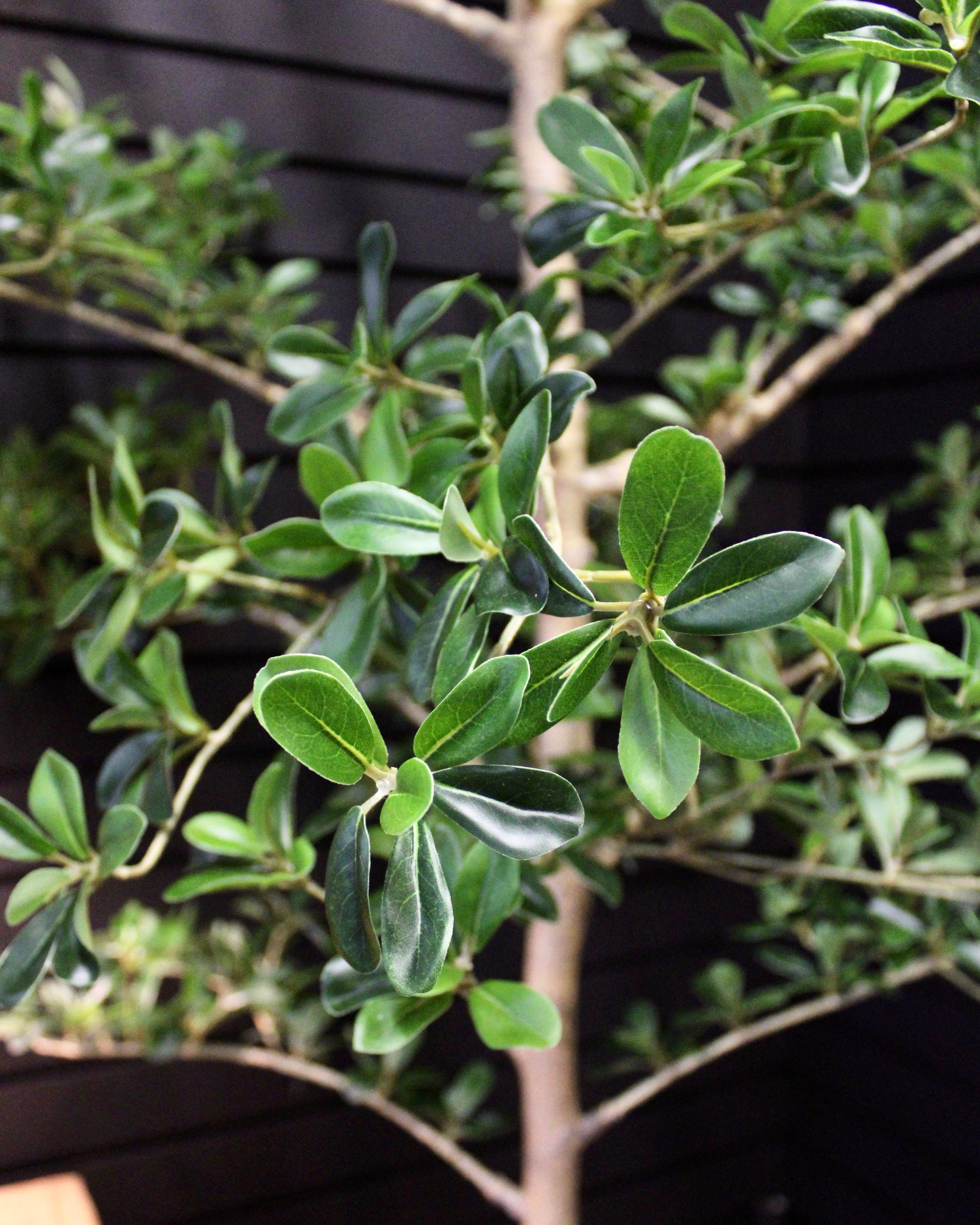 7' Black Olive Tree (Shady Lady) - Large Artificial Olive Tree for Home Decor, Office, or Outdoor Landscaping - Perfect for Living Room, Patio, or Garden