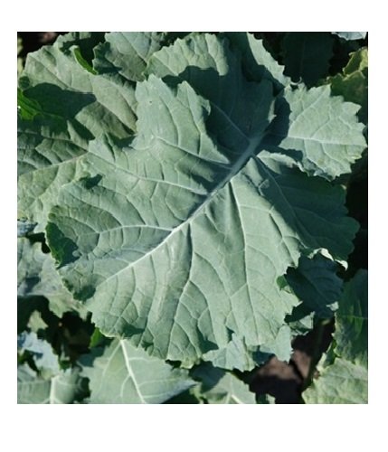 50 Premium Kale Seeds - Compact, Vigorous Leaves Up to 1 Foot Long | Cold Hardy Heirloom Variety | Perfect for Home Gardens, Urban Farming & Healthy Salads