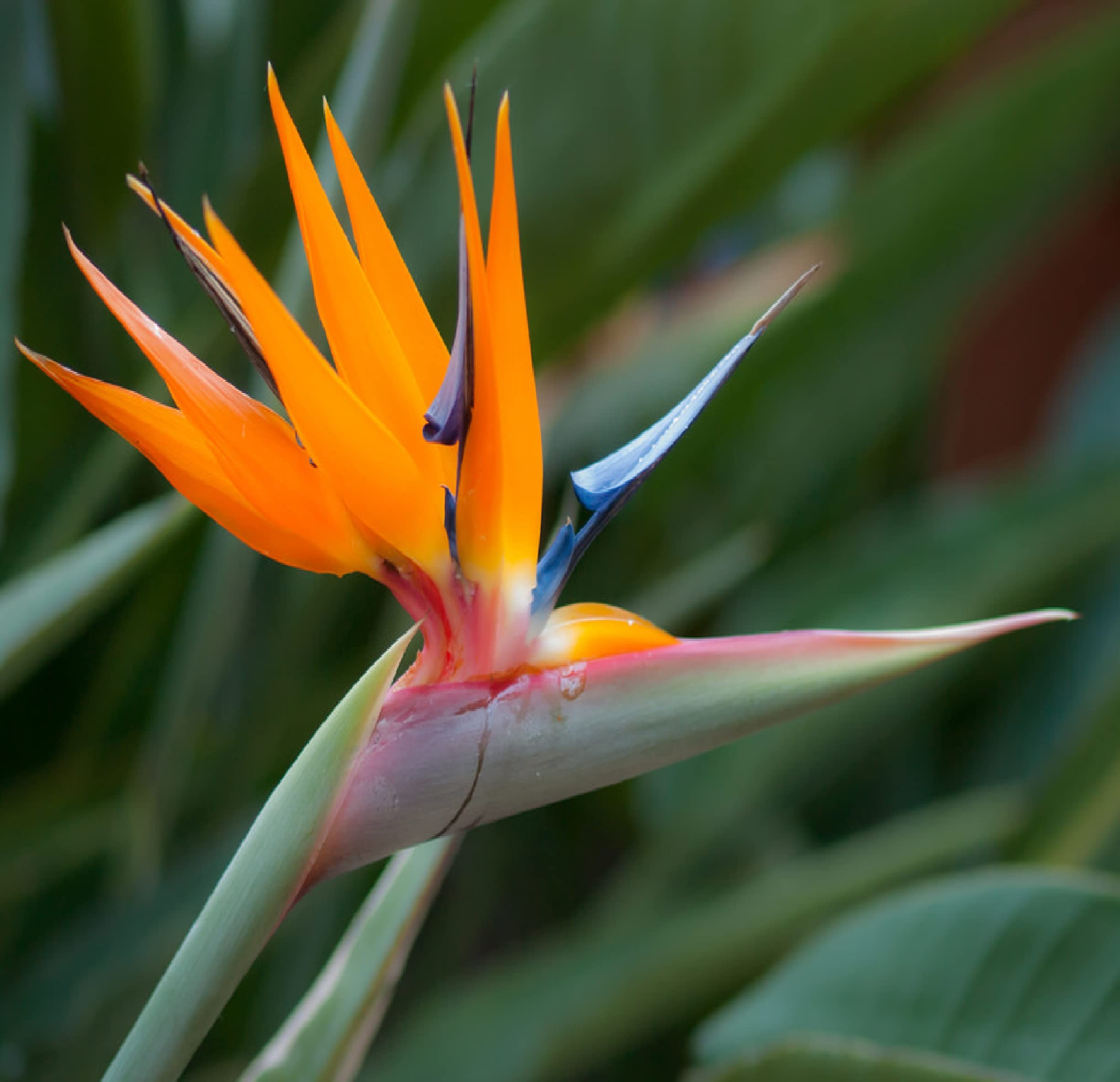 Exotic Bird of Paradise Starter Plants - Hawaiian 4 Pack Live Tropical Plants for Home & Garden Decor | Perfect for Indoor Houseplants, Outdoor Landscaping, and Tropical Garden Design