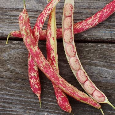 Organic Bush Bean Seeds - Tongue of Fire Heirloom Variety - 1 Pound Non-GMO Vegetable Seeds for Home Gardening | Easy to Grow, High Yield & Low Maintenance | Perfect for Container Gardens, Raised Beds & Backyard Farming
