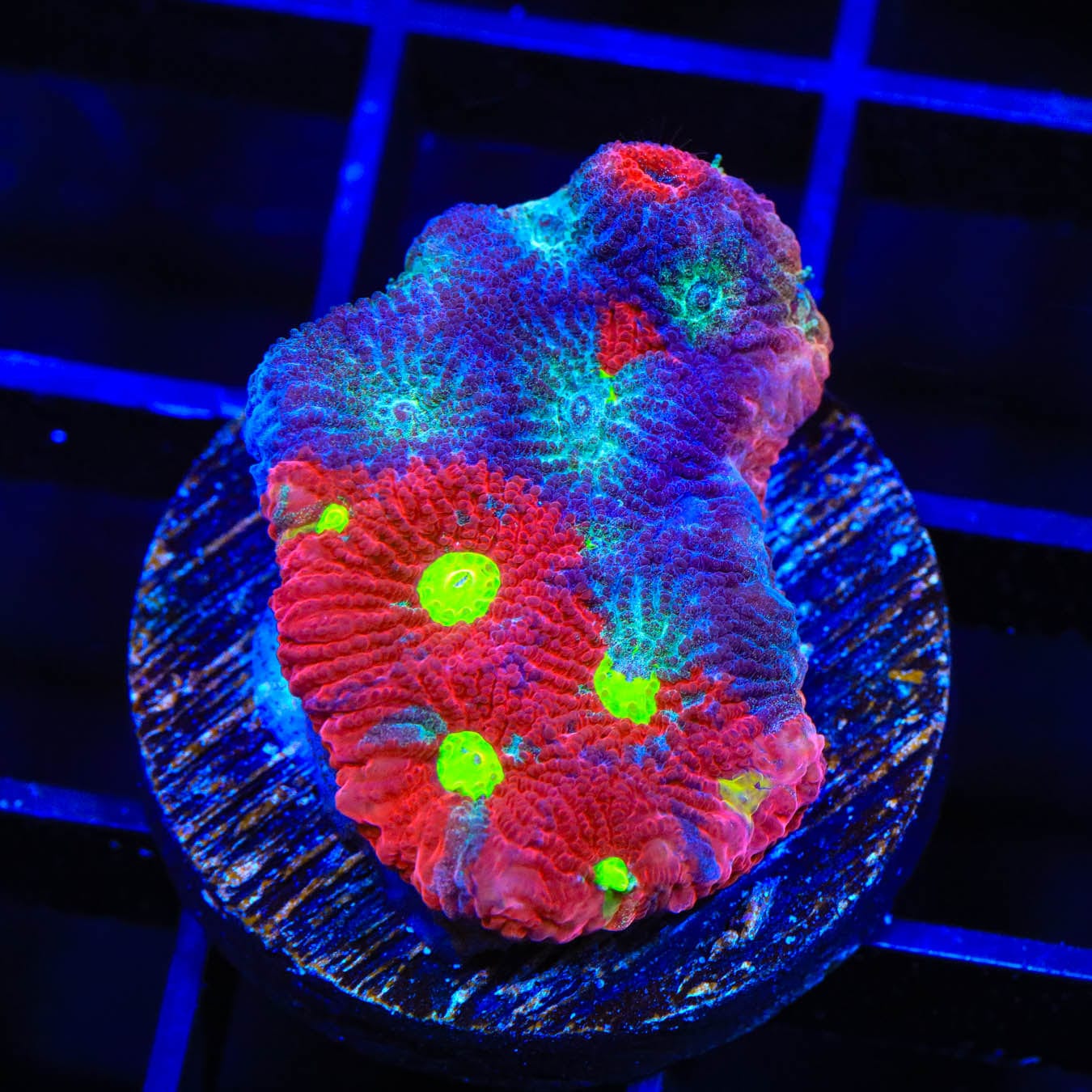 CB Bloodbath Favia Coral for Saltwater Aquariums - Rare Live Coral for Reef Tanks & Marine Aquascaping