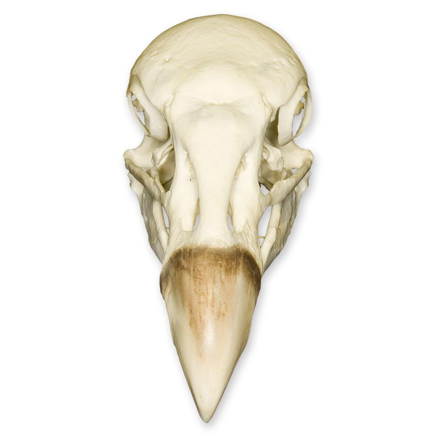 Authentic Replica Andean Condor Skull - Handcrafted Decorative Home Decor for Gothic, Halloween, and Natural History Displays