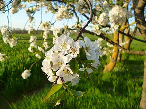 20x30 Inch Laminated Cherry Blossom Poster - Vibrant Floral Wall Art for Home & Office Decor - Perfect for Living Room, Bedroom, or Dorm Room Wall Decorations