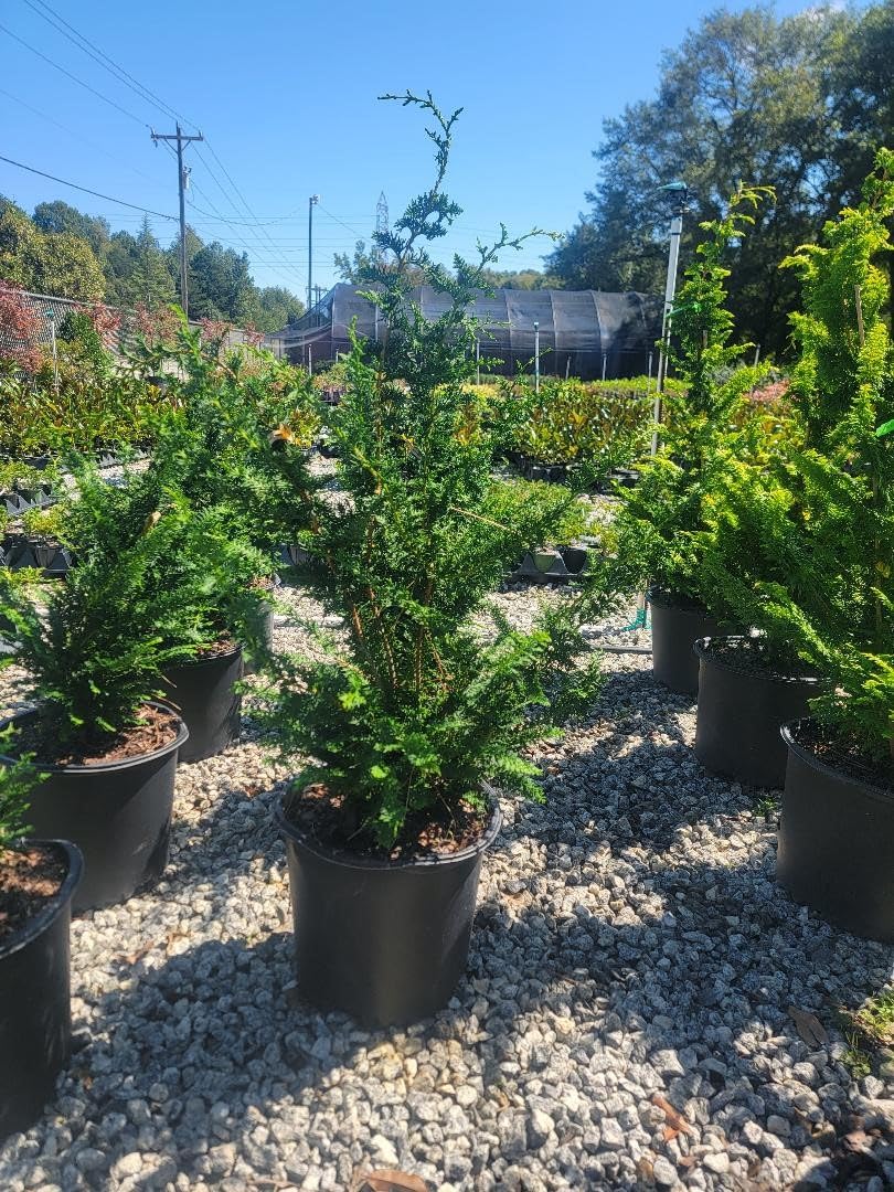Fernspray Hinoki Cypress Live Plant - 3 Gallon Pot - Evergreen Landscape Tree for Zen Gardens, Privacy Screening & Outdoor Decor