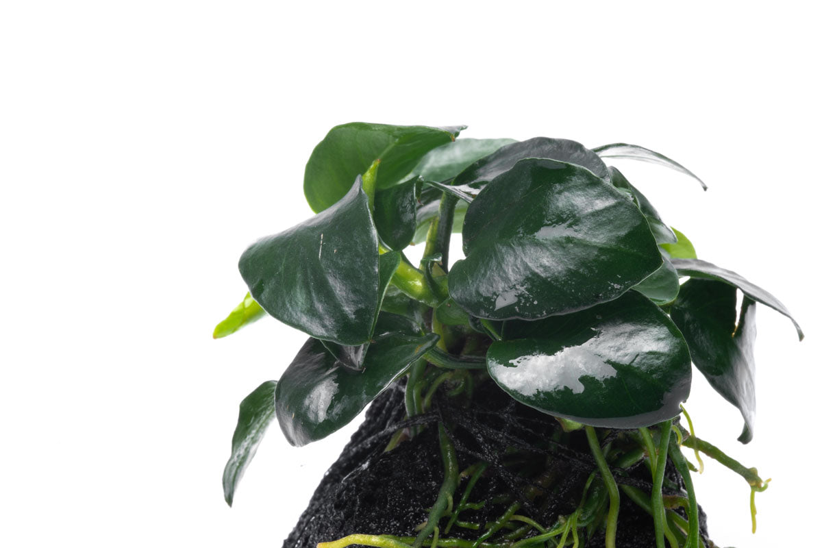 Anubias Barteri Petite Round Lava Stone - Live Aquarium Plant for Fish Tank Decor | Perfect for Nano Tanks, Aquascaping & Low Light Aquariums