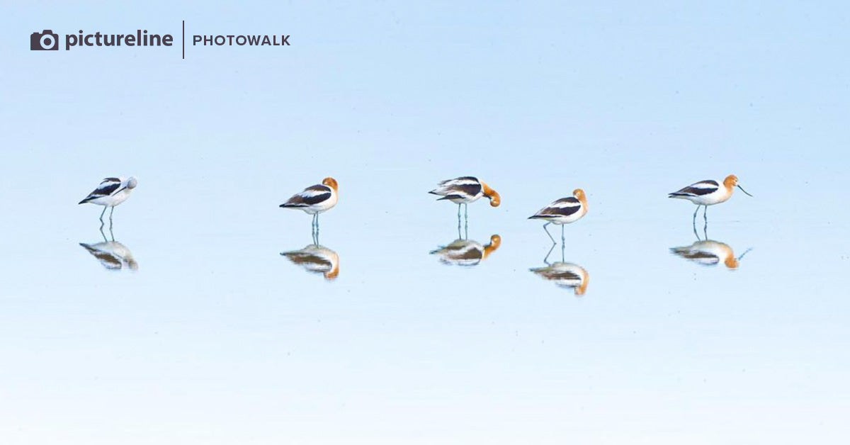 Bird Watching & Photography Tour at Farmington Bay - Spring Morning Birding Experience | Wildlife Photography for Beginners & Enthusiasts | Perfect for Nature Lovers & Outdoor Activities