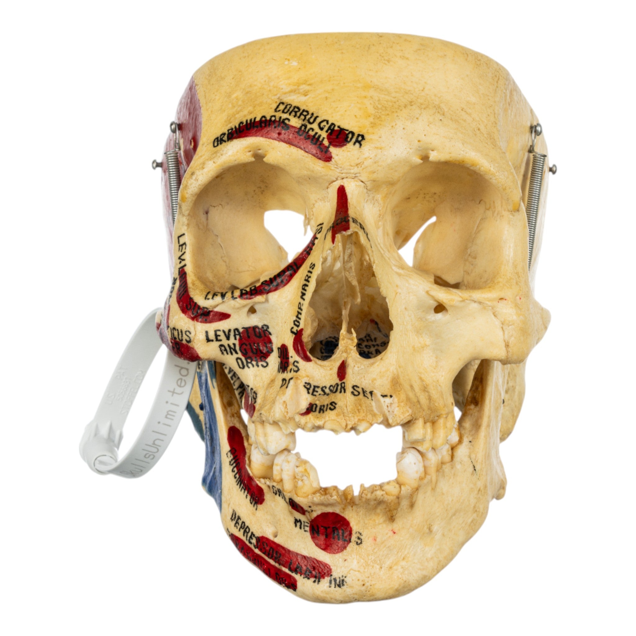 Authentic Real Human Skull - Partial Bone Fragment with Artistic Painting | Gothic Decor, Halloween Props, Medical Study Specimen