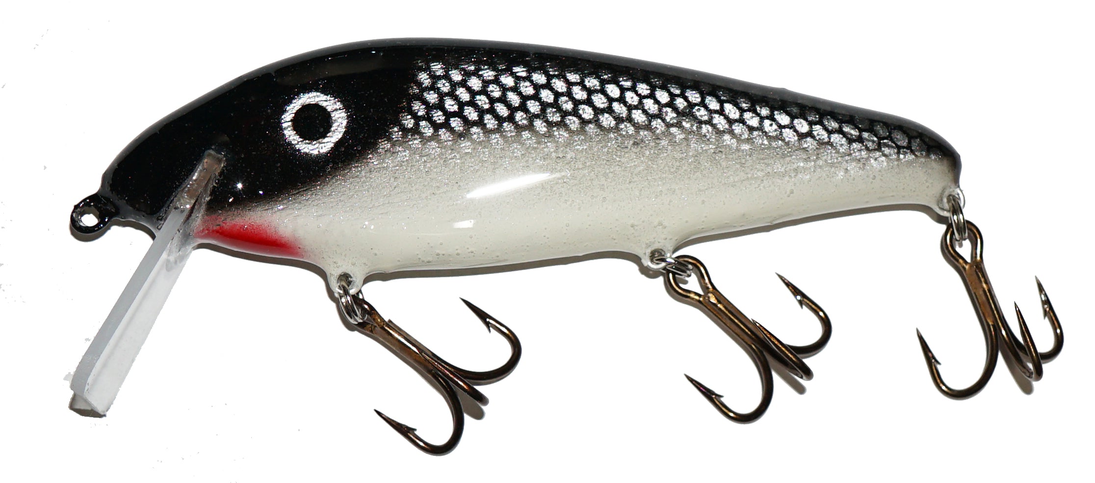 black perch