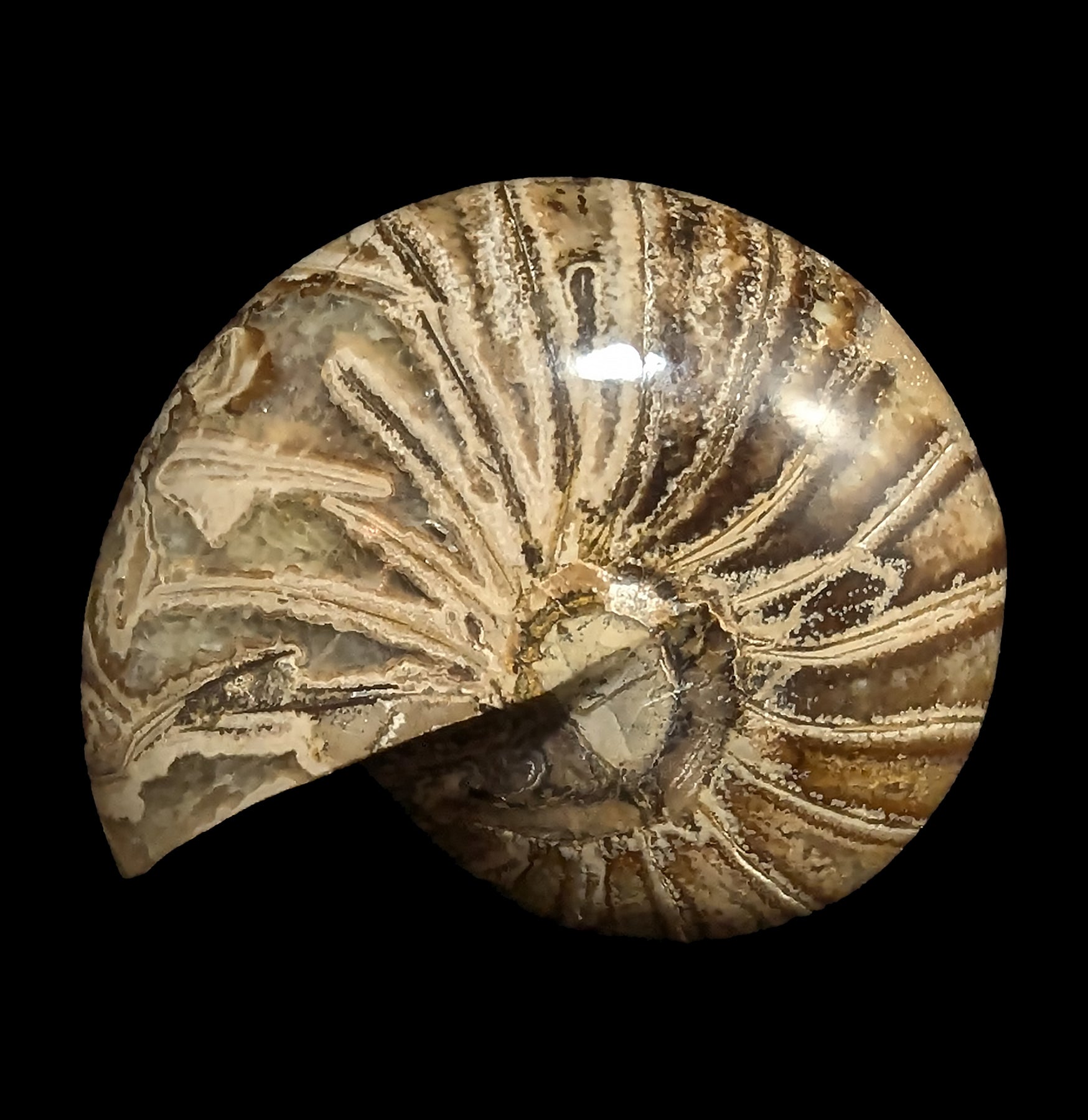 Fossil Nautilus Shell Pair - Genuine Natural Collectible Specimens for Home Decor, Classroom Display & Science Education - Perfect for Geology Enthusiasts and Interior Design