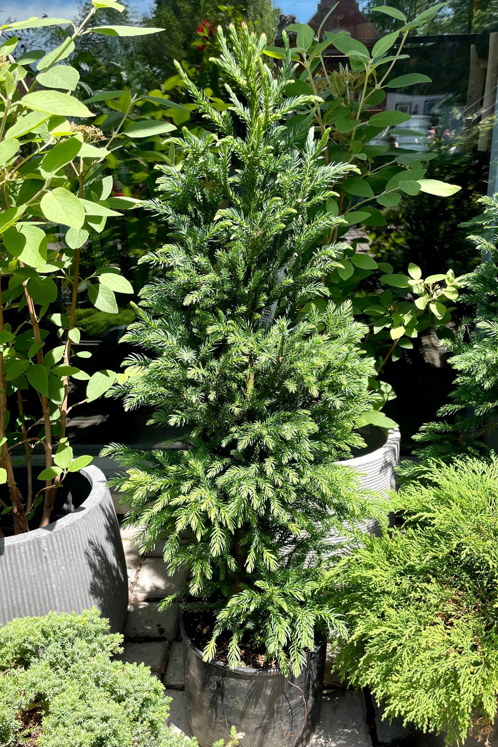 Black Dragon Japanese Cedar (Cryptomeria japonica) - #3 Container Size - Perfect for Landscaping, Privacy Screens & Asian-Themed Gardens