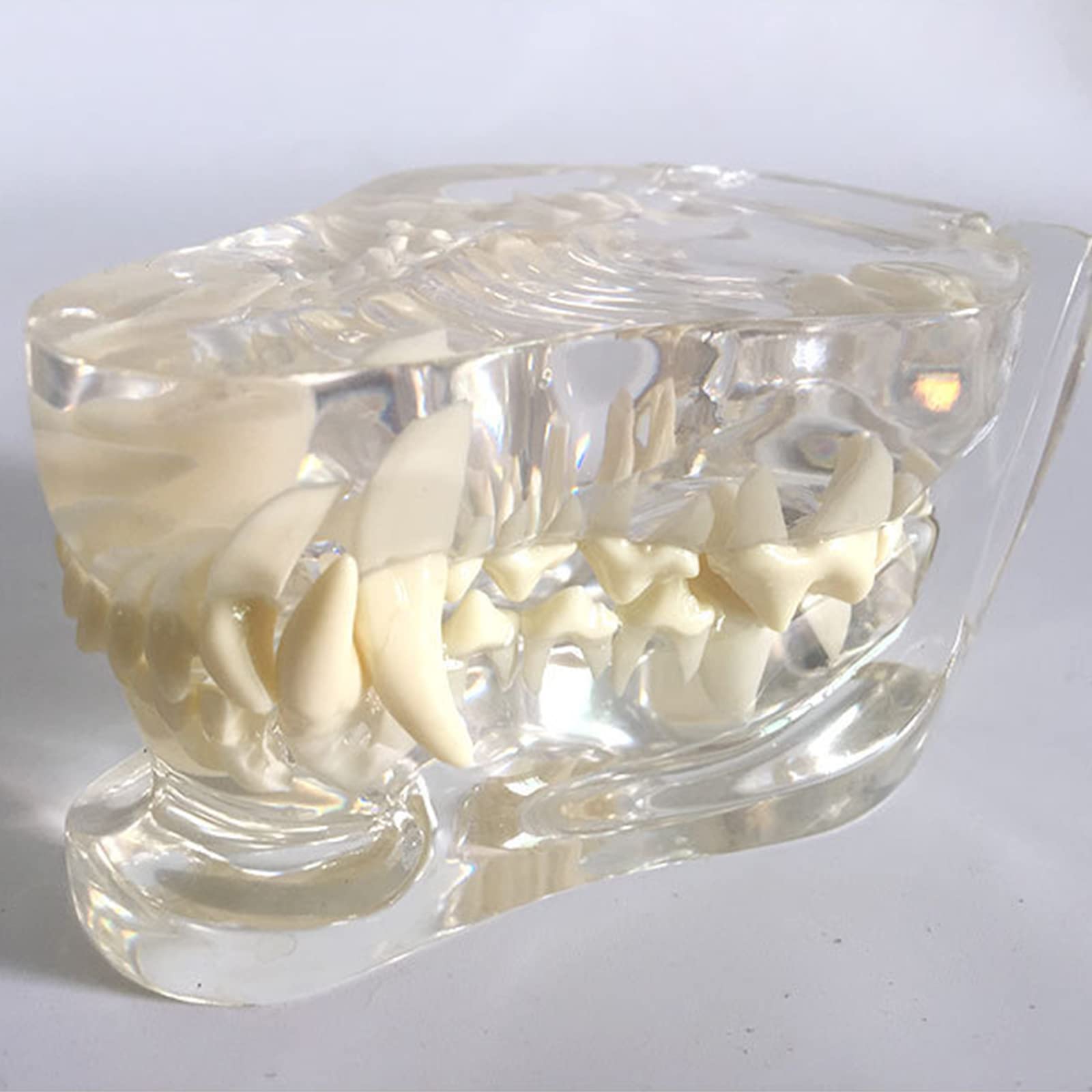 QQXX Clear Resin Openable Dog Teeth Dental Model - Canine Jaw Oral Anatomy for Veterinary Dentists & Patient Education | Veterinary Clinic, Dental School & Pet Owner Training Tool