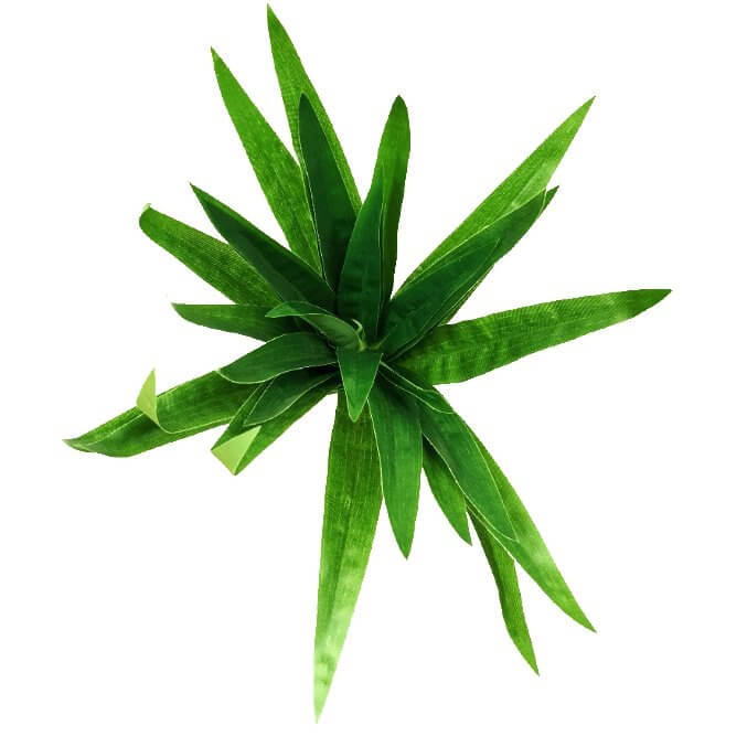 3 Pack Aloe Vera Plant Stem 30cm - Fresh Succulent Cuttings for Home Garden, DIY Planting & Natural Skincare | Perfect for Indoor Decor, Gifts & Herbal Remedies