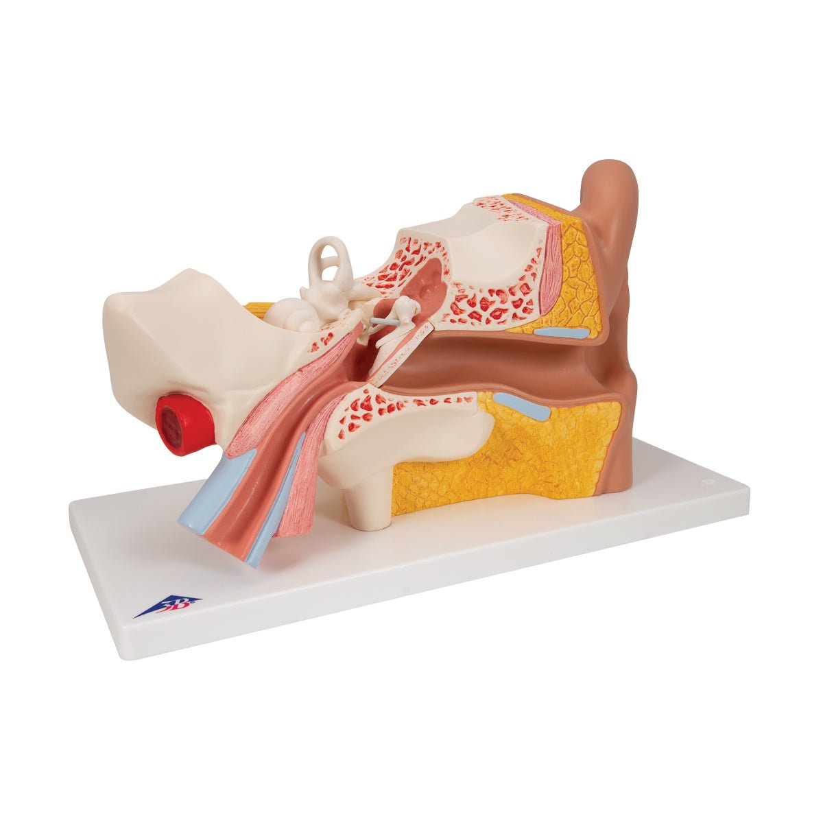 Giant Ear Anatomy Model - 3X Life Size, 4-Part Human Ear Display for Medical Education & Science Classrooms | Perfect for Doctors, Students & Biology Labs