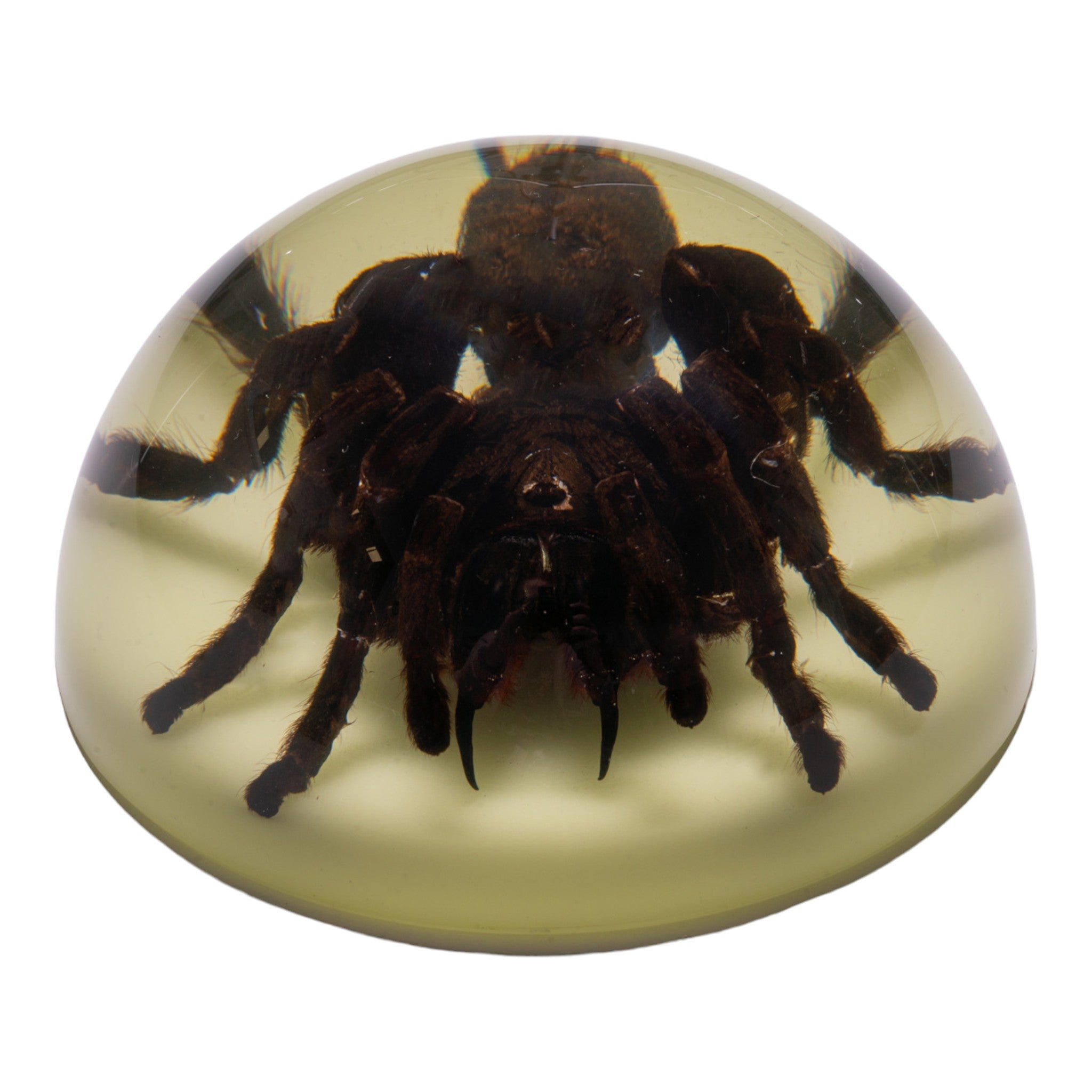 Real Tarantula in Acrylic Dome Paperweight - Glow in the Dark Collectible - Unique Desk Decor & Conversation Starter for Home Office, Halloween Decorations