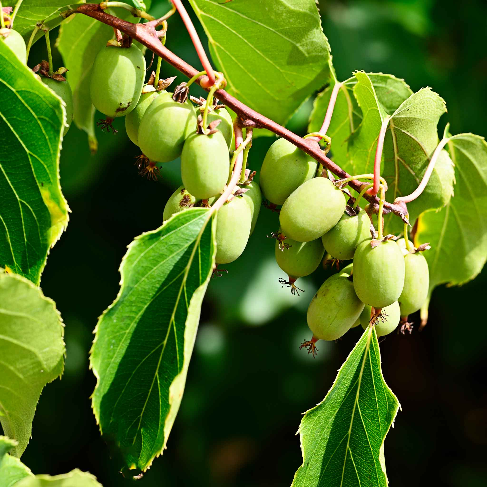 Kiwi Prolific Self-Fertile Plant - Hardy Fruit Vine for Home Gardens, Backyard Orchards & Container Growing