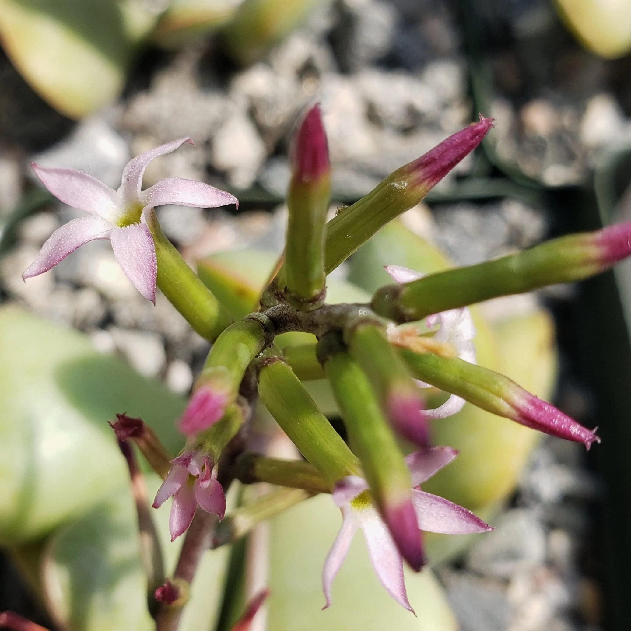 Adromischus Triflorus 'Calico Hearts' Live Succulent Plant - Rare Cactus for Home Decor, Office Desk & Garden Arrangements