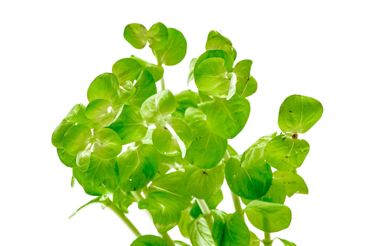 Rotala Rotundifolia Green Aquatic Plant for Freshwater Aquariums - Perfect for Aquascaping and Fish Tank Decoration