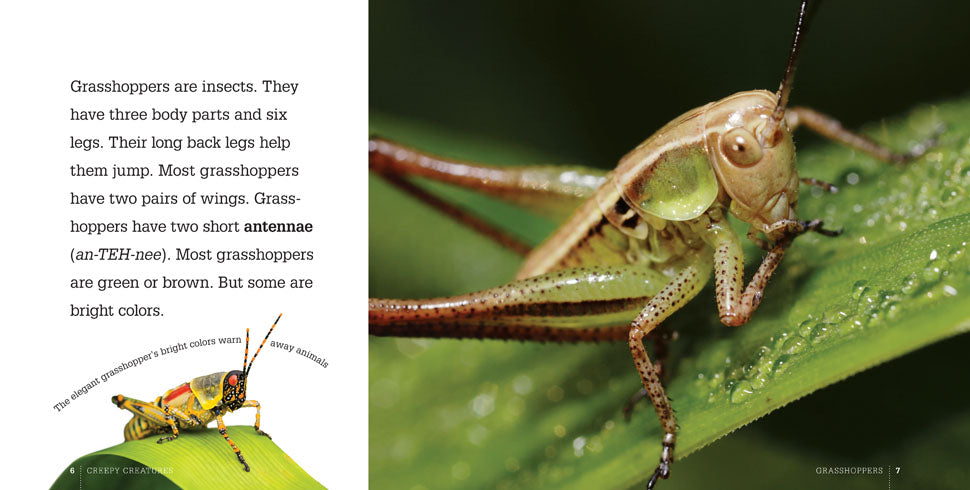 Grasshoppers Book - ISBN 978-1-60818-356-2 | Educational & Nature Study Guide for Kids & Adults | Perfect for Classroom Learning & Outdoor Exploration