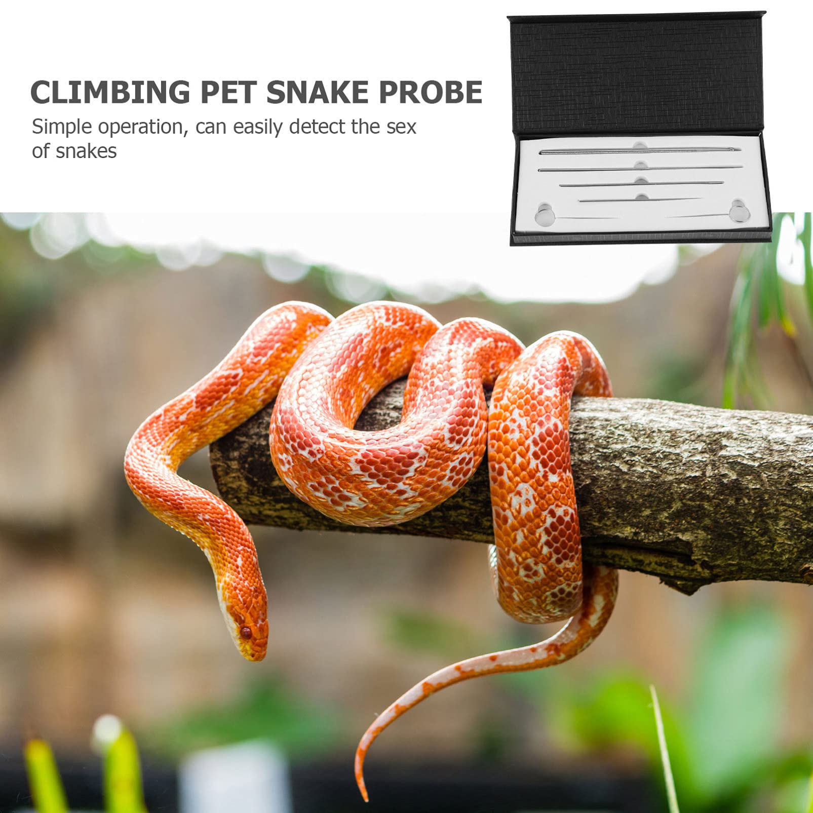 Balacoo Amphibia 6-Piece Snake Probe Kit with Round Tips - Professional Reptile Sexing Probes for Snakes, Lizards & Exotic Pets | Perfect for Breeders, Veterinarians & Herpetologists