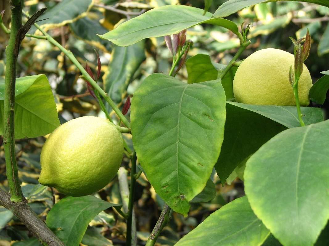30+ Non-GMO Lemon Tree Seeds for Planting - Organic Pesticide-Free Citrus Fruit Tree - Perfect for Home Garden, Backyard Orchard & DIY Gardening Projects