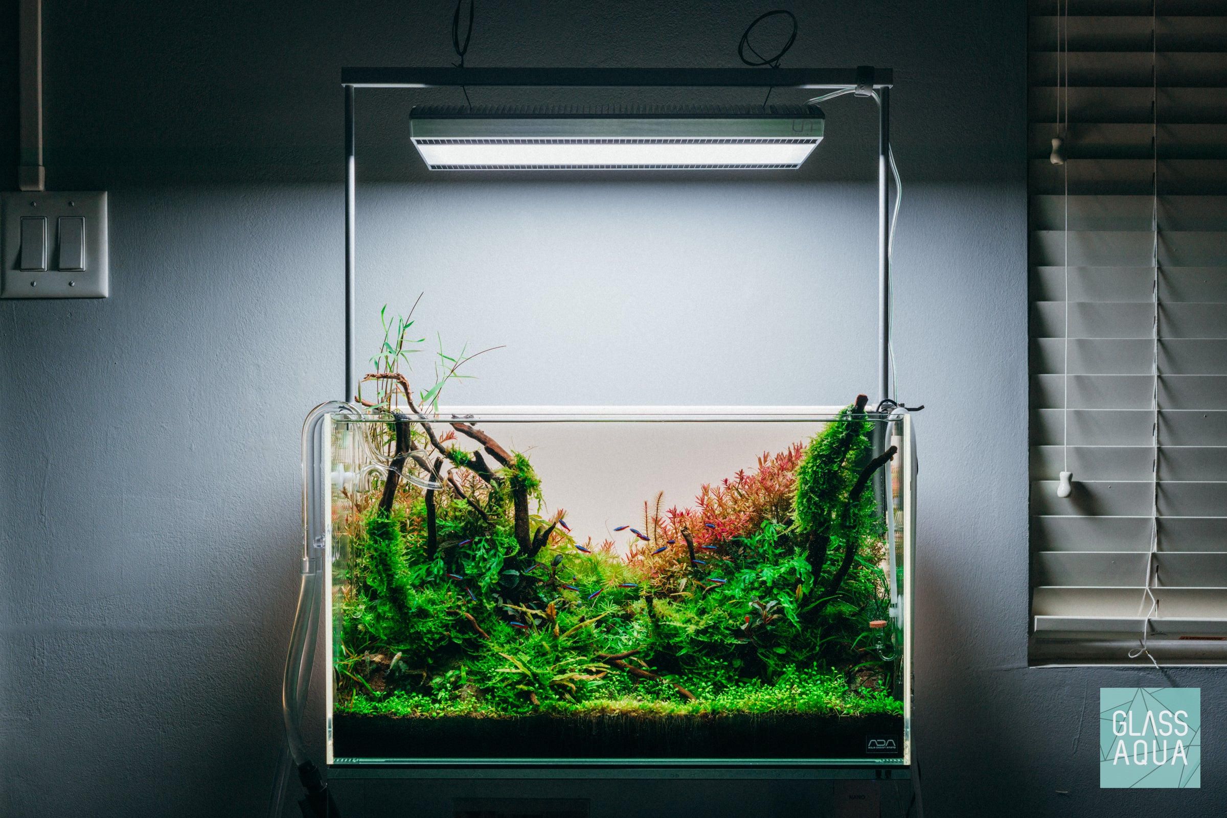 Natural Spider Wood for Aquarium Decor - Unique Driftwood for Fish Tanks, Reptile Habitats & Terrarium Landscaping (Ideal for Shrimp, Betta Fish & Aquatic Plants)