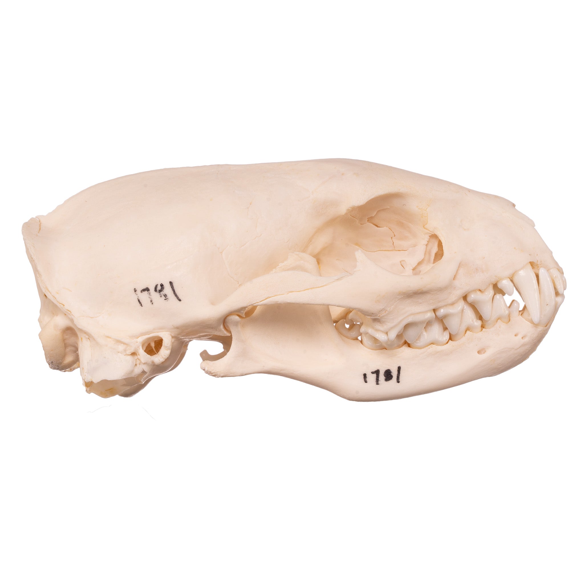 Authentic Mongoose Skull Set of 2 - Taxidermy Specimen for Oddity Collectors, Gothic Decor & Biology Study - Perfect for Halloween, Cabinets of Curiosities & Science Classrooms
