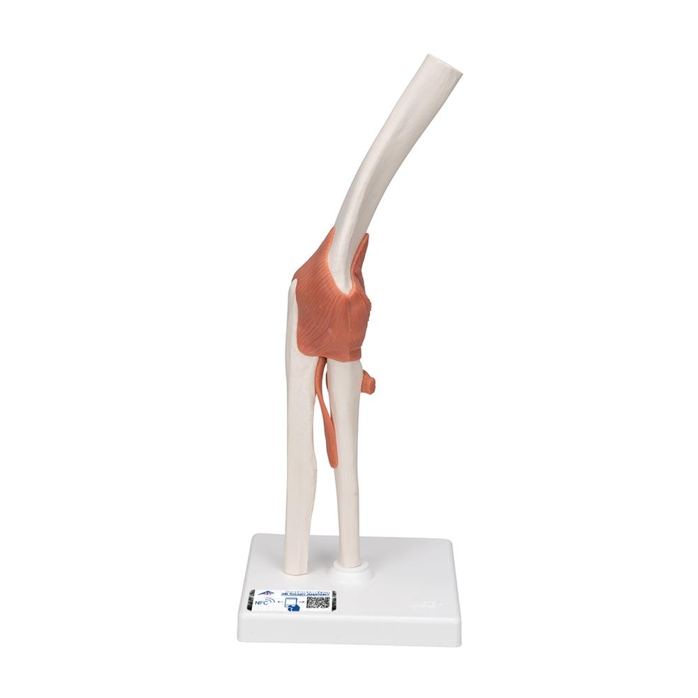 Functional Elbow Joint Model - Anatomical Medical Demonstration Tool for Students & Professionals | Ideal for Classroom, Lab & Physical Therapy Training