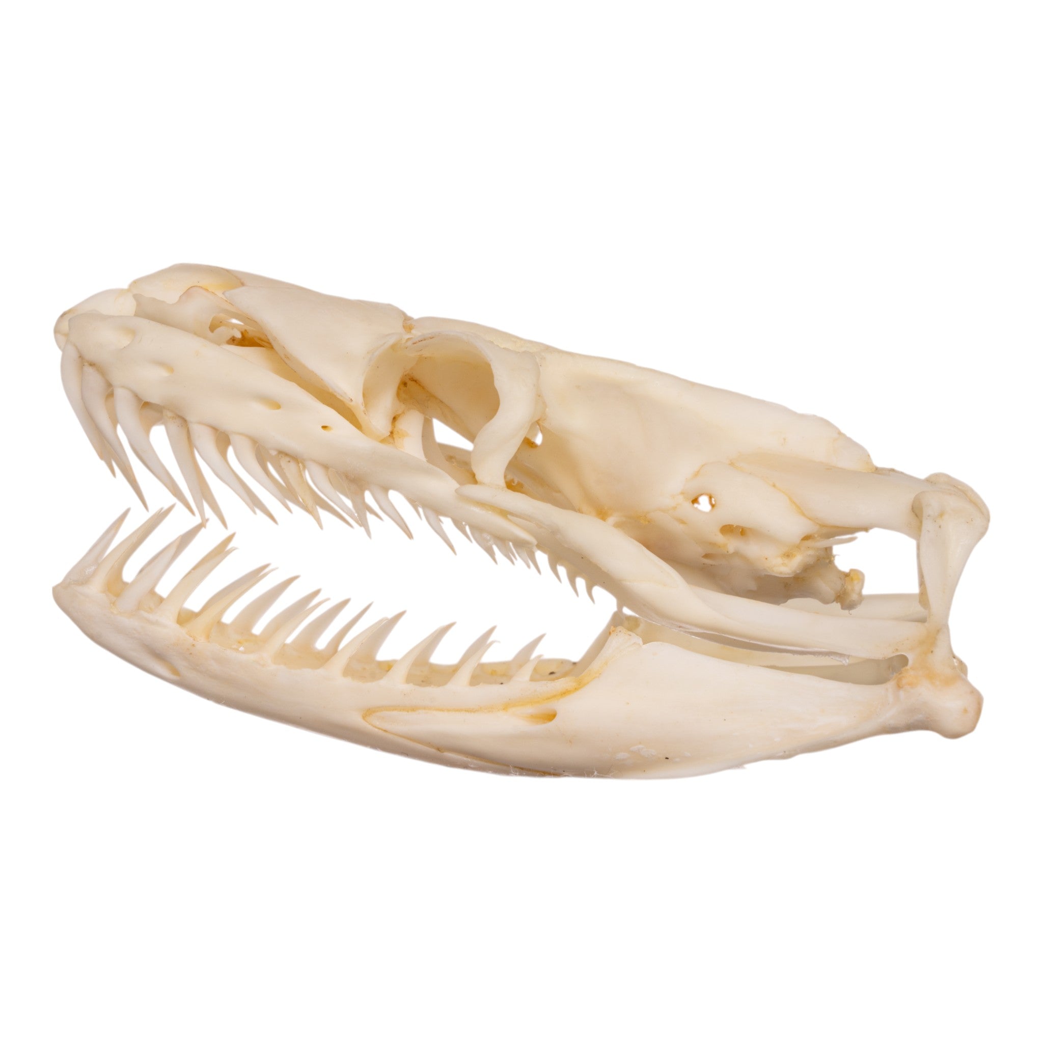Authentic Real Reticulated Python Skull Specimen - Taxidermy Oddity for Home Decor, Gothic Display & Educational Science Collection
