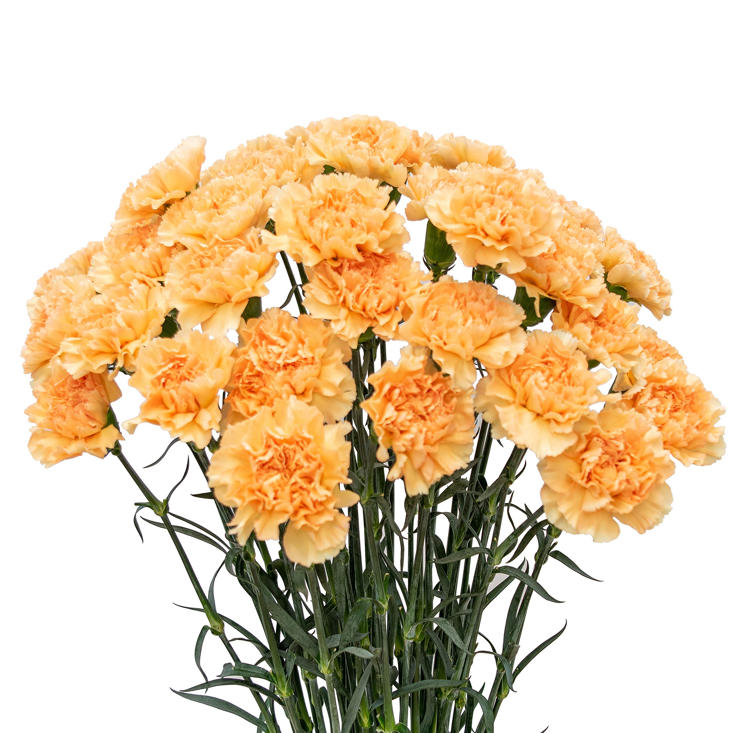 FlowerPrime 100 Gold Carnations - Fresh Natural Cut Flowers for Wedding Bouquets, Home Decor & Special Occasions | Premium Long-Lasting Floral Arrangements