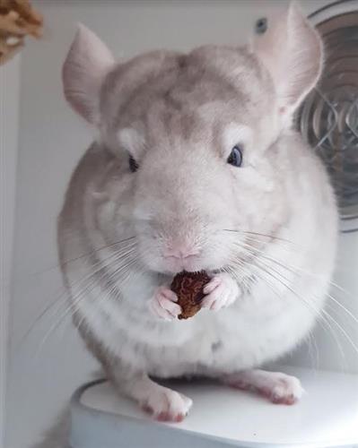 Premium Chinchilla Treat Sampler - Healthy & Natural Snacks for Small Pets - Perfect for Training, Rewards & Bonding with Your Chinchilla
