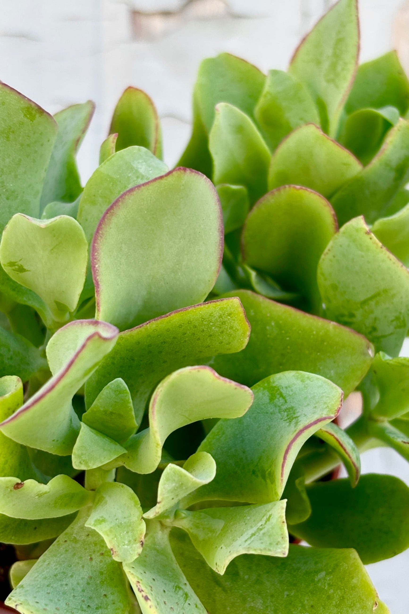 Crassula Arborescens Undulatifolia - Rare Wavy Jade Succulent Plant for Home & Office Decor, Indoor Gardening, and Gift Ideas
