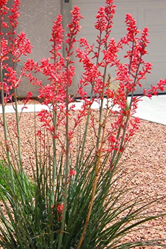Red Yucca Live Plant (Hesperaloe Parviflora) - 6 Inch Pot, Drought-Tolerant Evergreen Succulent for Landscaping - Attracts Hummingbirds & Pollinators - Perfect for Xeriscape Gardens & Desert Landscapes