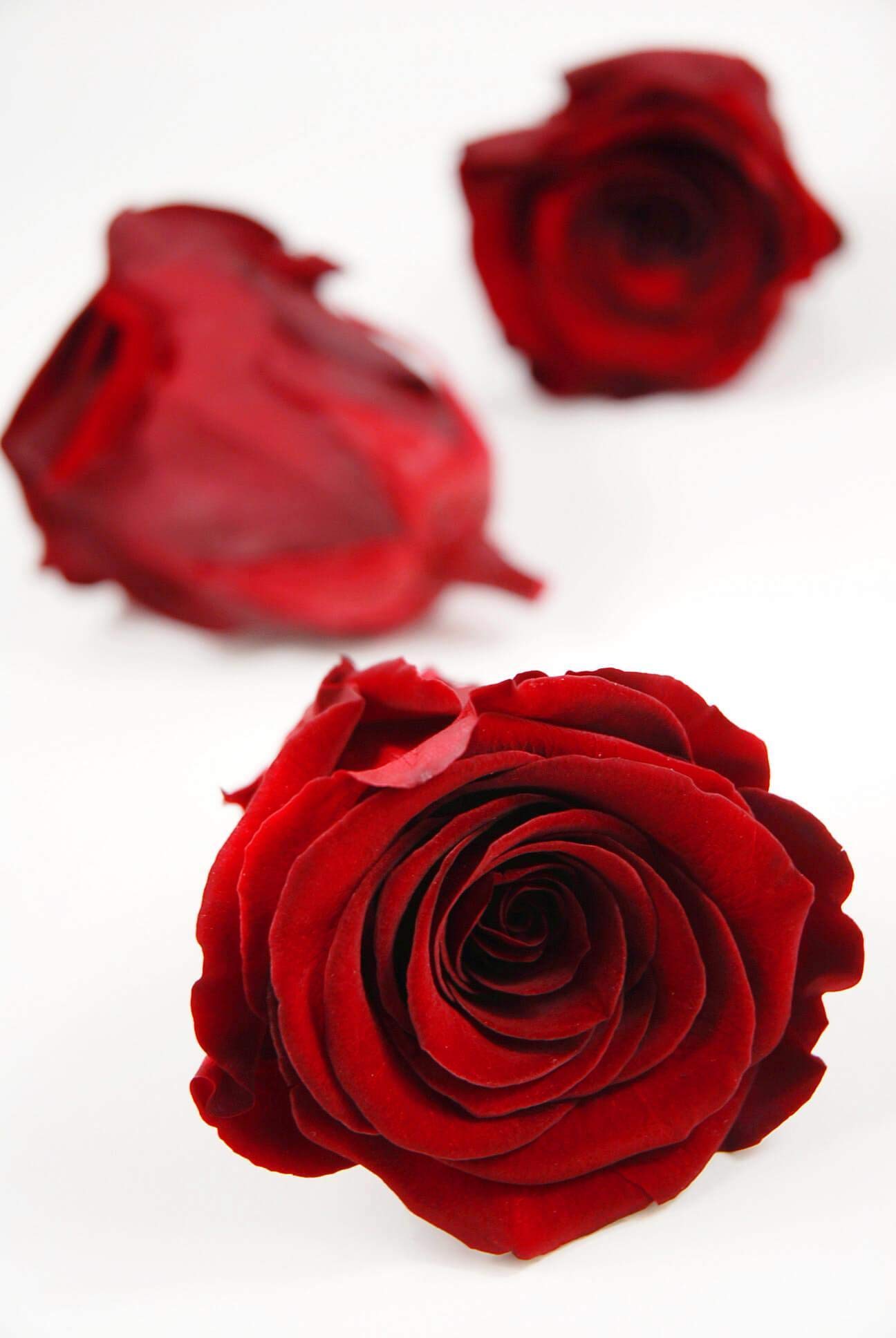 12 Pack Preserved Red Roses in Glass Dome - 2.5 Inch Real Touch Flowers for Home Decor, Wedding Centerpieces, Anniversary Gifts & Romantic Surprises