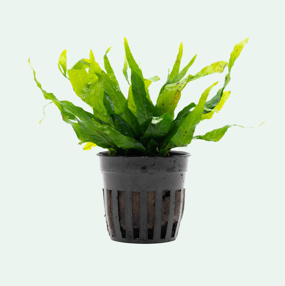 Microsorum Pteropus Petite - Small Java Fern for Aquarium Plants | Perfect for Nano Tanks, Aquascaping & Low-Light Aquariums