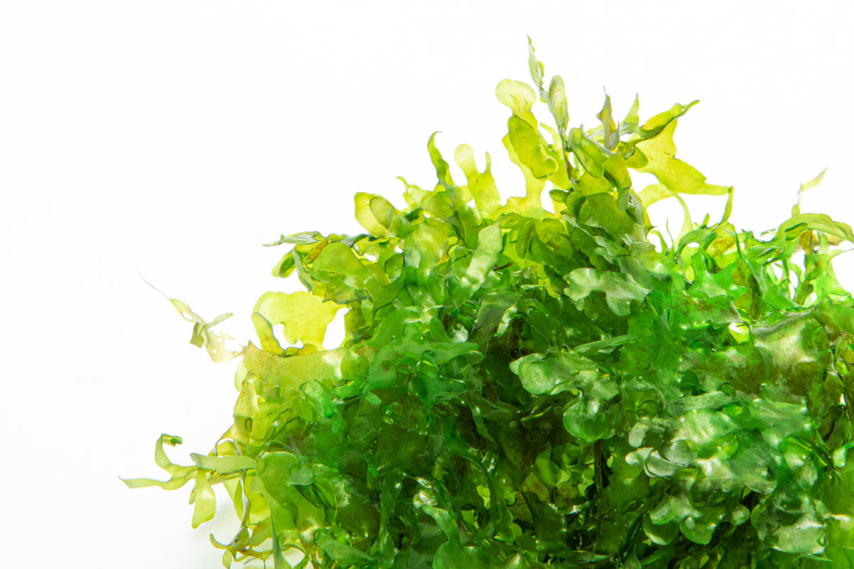 Freshwater Aquarium Plant - Susswassertang (Lomariopsis Lineata) for Fish Tanks | Low Light Aquatic Moss | Perfect for Shrimp Tanks, Aquascaping & Natural Decor