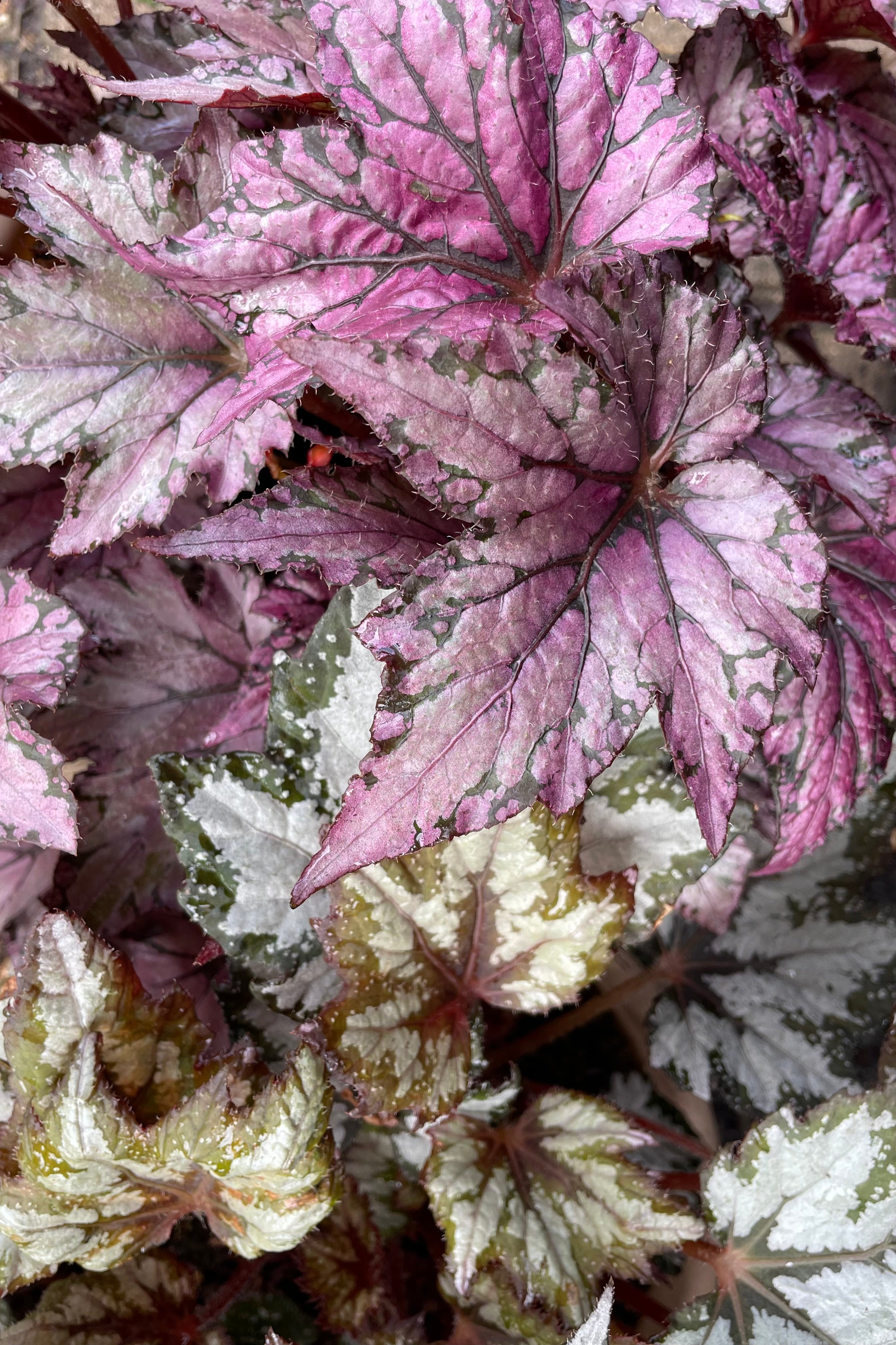 Begonia Rex Cultorum - 5 Live Plants for Home & Garden Decor | Perfect for Indoor Houseplant Lovers & Outdoor Landscaping