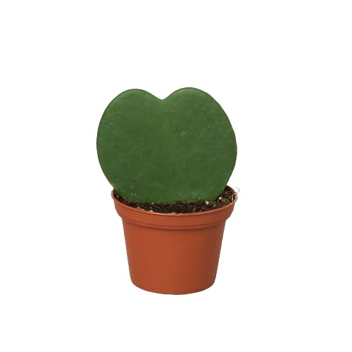 Hoya 'Heart' Live Indoor Plant in 3